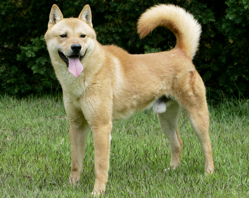 식용 개를 사육하는 전남 진도군 소재 한 농가에서 천연기념물 제 53호인 진돗개가 다수 발견돼 충격을 주고 있다. 진돗개. 사진=뉴시스