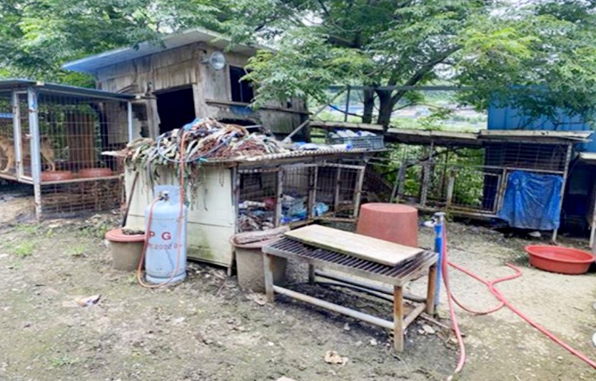 라이프가 진도 개 농장에서 발견한 도축시설과 도축된 개의 목줄. 사진=라이프