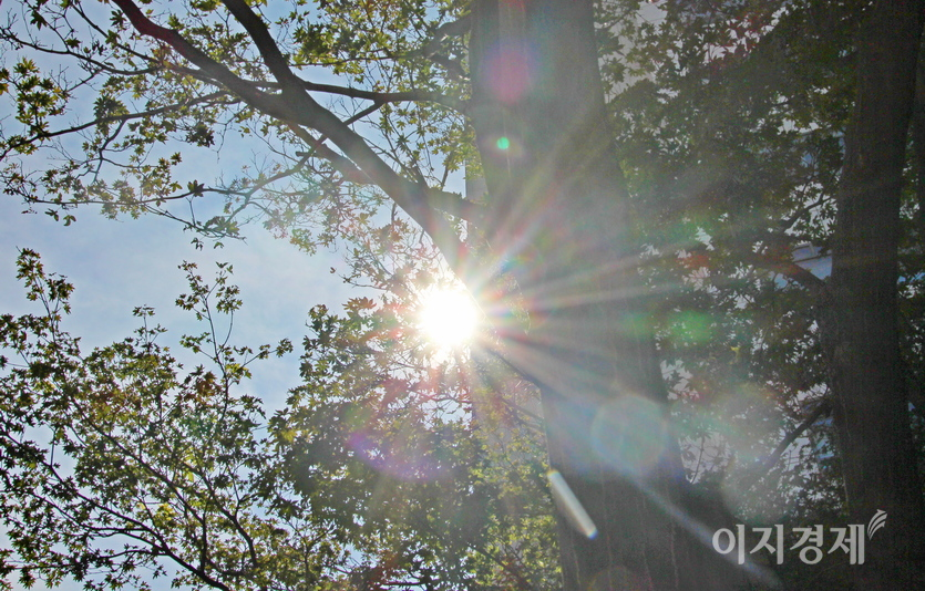 카메라 렌즈도 엄연한 유리다. 카메라 렌즈를 통해 서울 서대문구 신촌 세브란스병원에서 아직 물들기 전인 나뭇잎과 서쪽으로 기울어지는 태양을 포착했다. 사진=정수남 기자