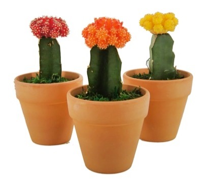 롯데마트는 국내 화훼 농가를 돕는 행사를 진행한다. 사진=롯데마트