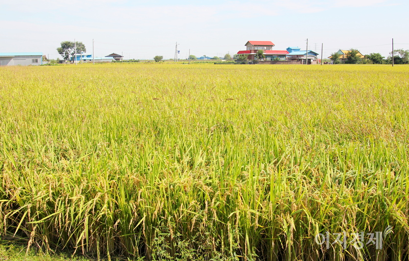 코로나19가 기승을 부리고 있지만, 논에서는 벼가 누렇게 익어가고 있다. 사진=정수남 기자