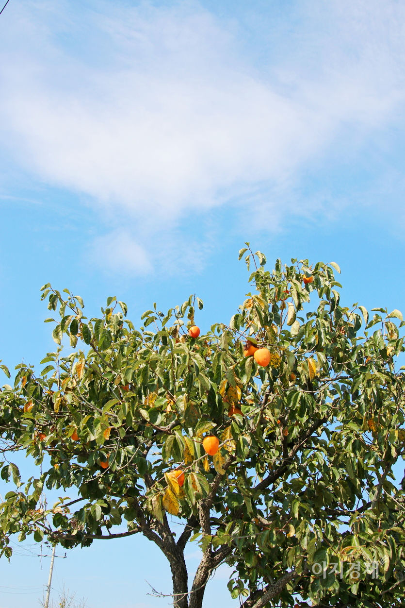파란 하늘 아래 감과