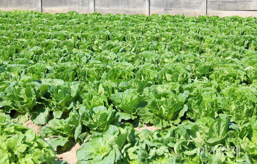 밭에서는 김장용 배추가 폭을 채워가고 있고…. 사진=정수남 기자