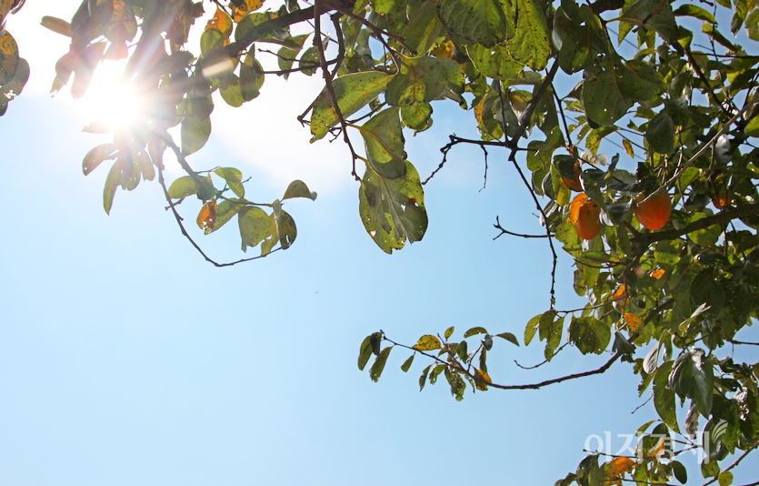 감나무 감은 가을 햇살에 몸을 말리면서 당도를 높이고 있고…. 사진=정수남 기자
