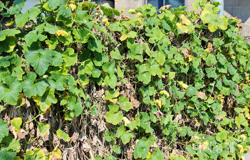 울타리의 애호박은 올해 마지막 결실을 맺기 위해 덩치를 키우고 있다. 사진=정수남 기자