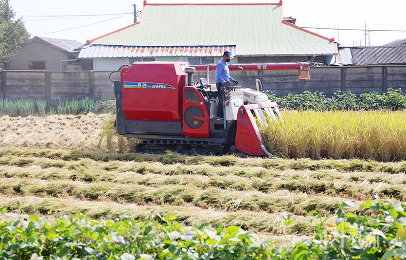 텃논의 벼를 수확하는 농부의 손길이 바쁘다. 시진=정수남 기자