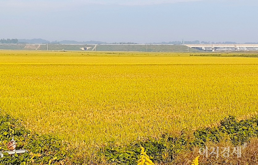 지금 고향은 벼가 고개를 숙이면서 가을이 깊어가고 있다. 사진=정수남 기자