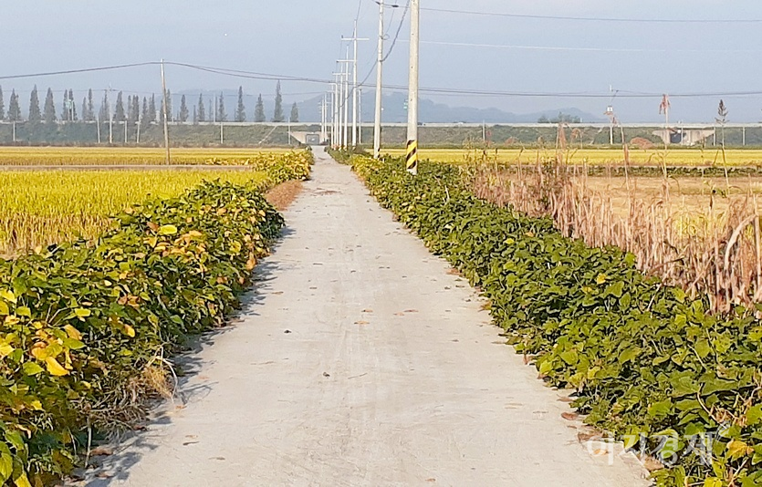 국내 도로 포장률이 90% 이상이라 이제 고향에서도 흙을 밟을 기회가 사라졌다. 시멘트가 깔린 들판의 농로. 사진=정수남 기자