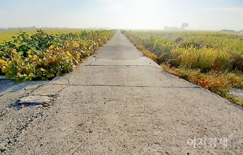 국내 도로 포장률이 90% 이상이라 이제 고향에서도 흙을 밟을 기회가 사라졌다. 시멘트가 깔린 들판의 농로. 사진=정수남 기자