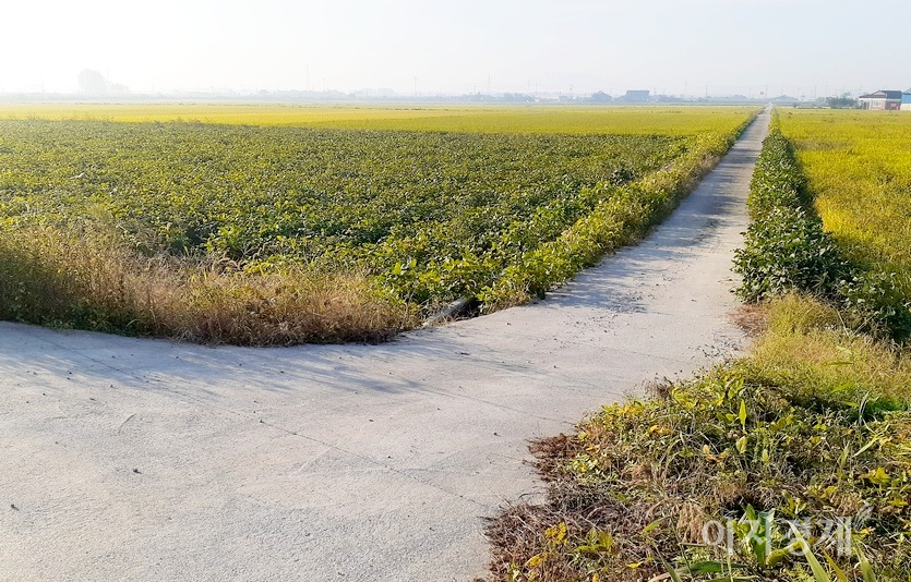 국내 도로 포장률이 90% 이상이라 이제 고향에서도 흙을 밟을 기회가 사라졌다. 시멘트가 깔린 들판의 농로. 사진=정수남 기자