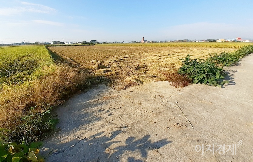 논으로 경운기, 이양기, 콤바인 등의 진출을 수월하게 하기 위한 통로에도 시멘트가 깔렸다. 사진=정수남 기자