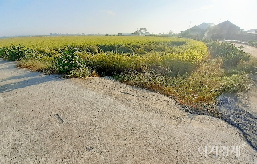 논으로 경운기, 이양기, 콤바인 등의 진출을 수월하게 하기 위한 통로에도 시멘트가 깔렸다. 사진=정수남 기자