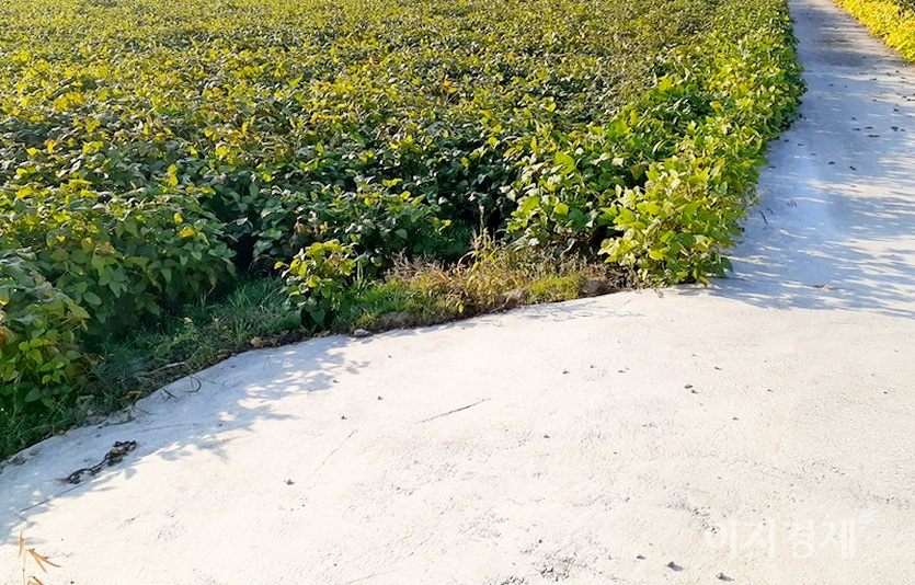 논으로 경운기, 이양기, 콤바인 등의 진출을 수월하게 하기 위한 통로에도 시멘트가 깔렸다. 사진=정수남 기자