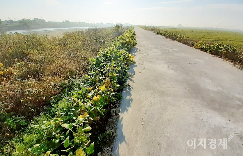 (위부터)전북 정읍 고부에서 발원해 동진강으로, 다시 서해로 흐르는 고부천 둑방길도 시멘트를 발랐다. 시멘트가 깔리지 않은 일부 농로는 자갈길이다. 사진=정수남 기자