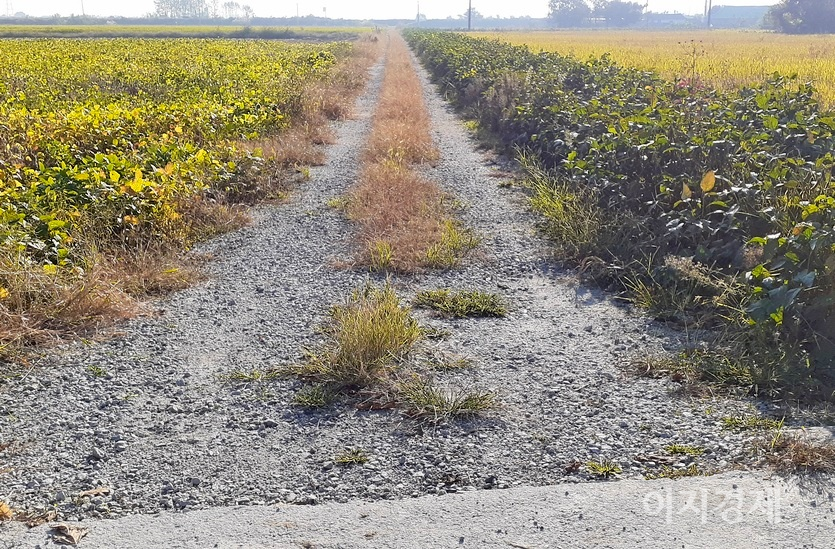 (위부터)전북 정읍 고부에서 발원해 동진강으로, 다시 서해로 흐르는 고부천 둑방길도 시멘트를 발랐다. 시멘트가 깔리지 않은 일부 농로는 자갈길이다. 사진=정수남 기자
