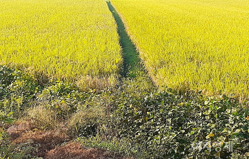 고향에서도 흙은 논두렁이나 논으로 들어가야 밟을 수 있다. 사진=정수남 기자