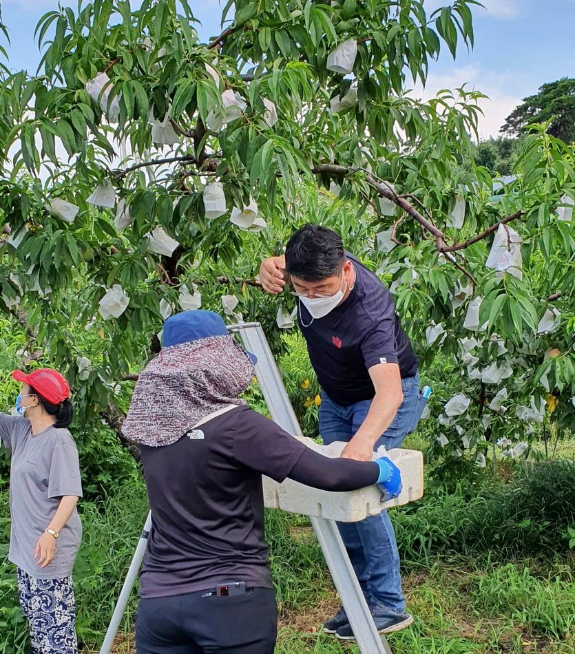 롯데마트는 지방 농산물을 확대 구입 판매하고, 다양한 K품종 제품을 제안하며 고객에게 큰 호응을 얻고 있다. 사진=롯데마트