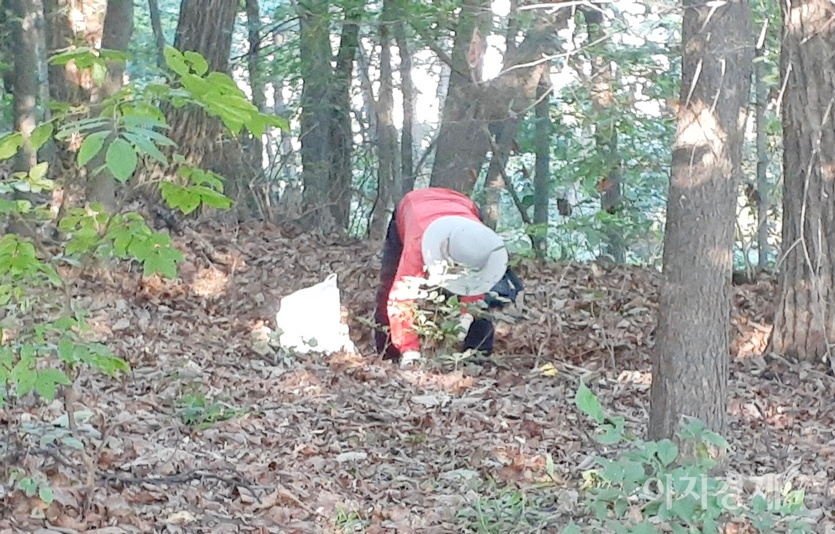 가을은 결실의 계정이자 수확의 계절이다. 인근 주민들이 남한산성도립공원에서 밤과 도토리 등을 줍고 있다. 도토리, 밤 줍기는 낮과 밤이 없다. 산림 내 임산물 불법채취는 5년 이하의 징역 또는 5000만원 이하의 벌금을 물린다. 사진=정수남 기자