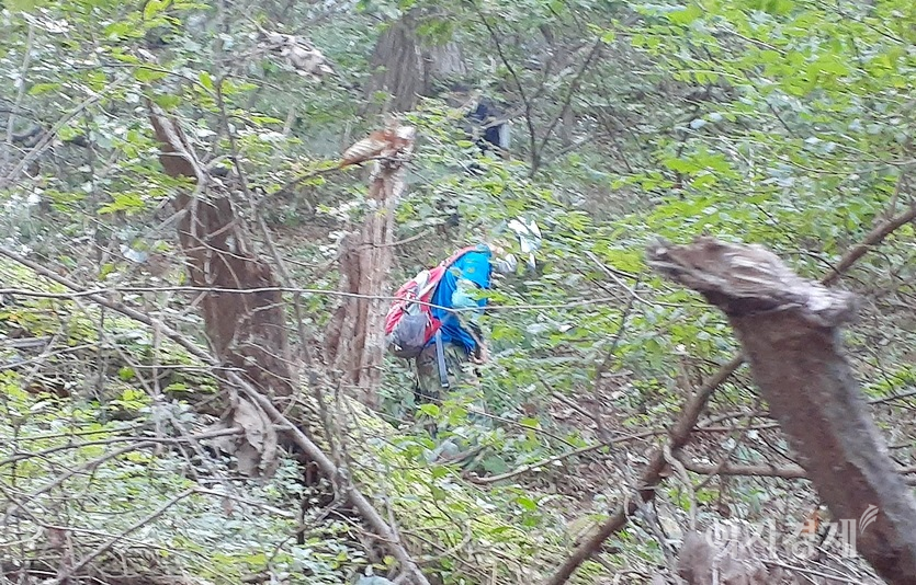 가을은 결실의 계정이자 수확의 계절이다. 인근 주민들이 남한산성도립공원에서 밤과 도토리 등을 줍고 있다. 도토리, 밤 줍기는 낮과 밤이 없다. 산림 내 임산물 불법채취는 5년 이하의 징역 또는 5000만원 이하의 벌금을 물린다. 사진=정수남 기자