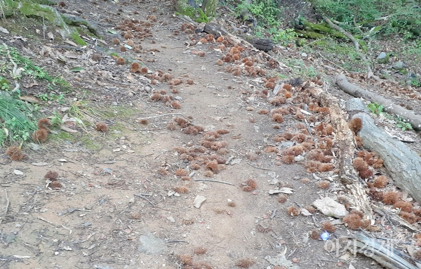 주민들이 지나간 자리다. 빈 밤송이만 남았다. 불법 채취한 것도 모자라 도토리의 껍질을 애써 공원까지 와서 버렸다. 사진=정수남 기자