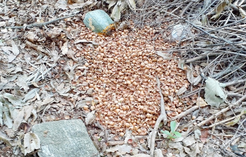 주민들이 지나간 자리다. 빈 밤송이만 남았다. 불법 채취한 것도 모자라 도토리의 껍질을 애써 공원까지 와서 버렸다. 사진=정수남 기자