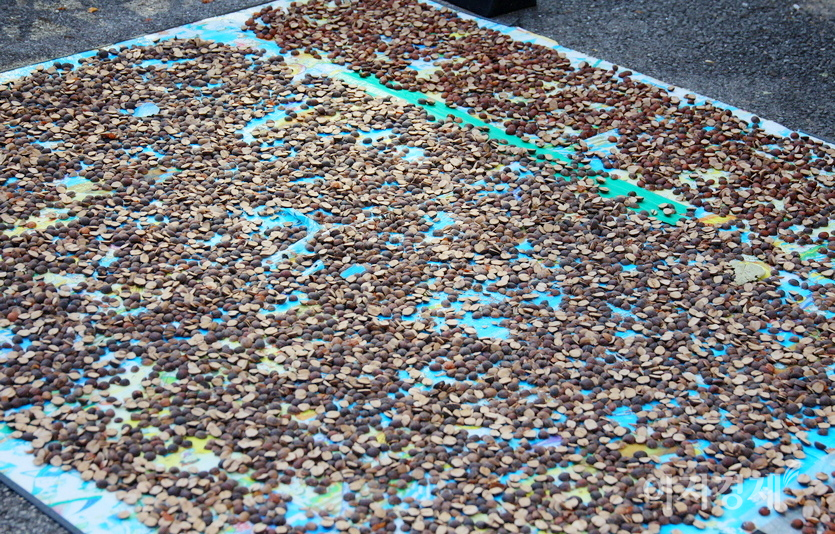 주민이 공원에서 주운 도토리를 떳떳하게 말리고 있다. 사진=정수남 기자