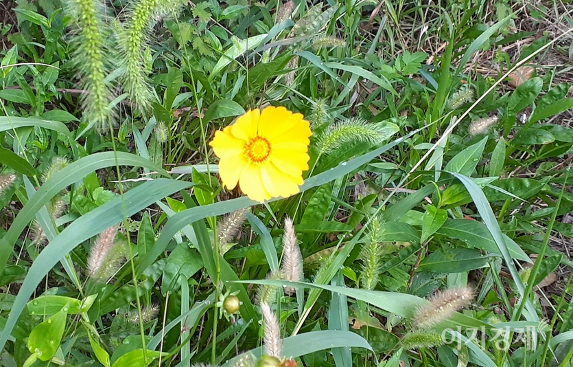 들국화를 닯은 이름 모를 들꽃. 사진=정수남 기자