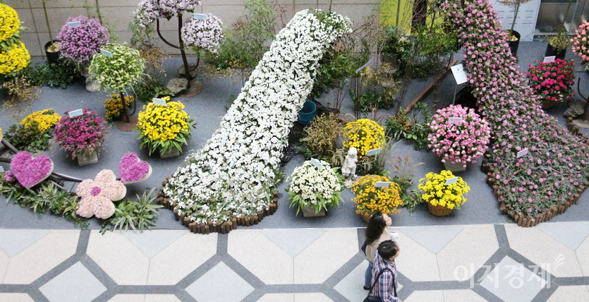 서울 삼성동에 있는 코엑스는 감염병 이전 매년 (위부터)국화 전시회와 함께 건물 주변 화단에 국화를 심었다. 사진=정수남 기자