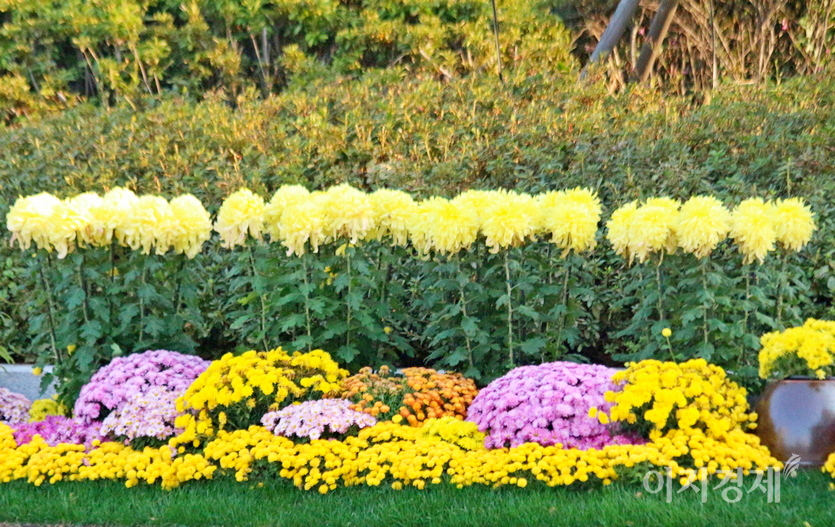 서울 삼성동에 있는 코엑스는 감염병 이전 매년 (위부터)국화 전시회와 함께 건물 주변 화단에 국화를 심었다. 사진=정수남 기자