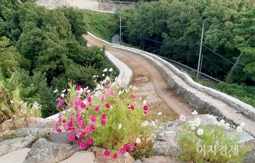 코스모스도 지친 심신을 달래는데 좋다. 경기 남한산성도립공원 제1 옹성에 핀 코스모스. 사진=정수남 기자