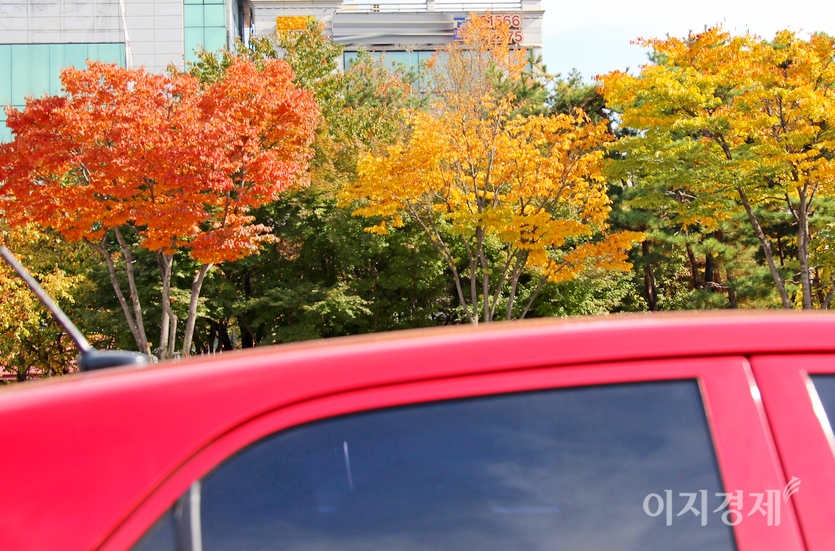 집 주변에도 예쁜 단풍이 많다. 경기도 성남시 성남대로와 나란히 뻗어 있는 복정동 녹지대 단풍. 사진=정수남 기자