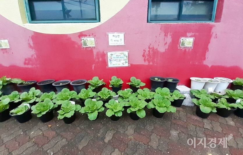 마트 인근에 있는 한 어린이집에서 아이들이 고사리 같은 손으로 배추를 심었다. 9월의 일이다. 사진=정윤서 기자