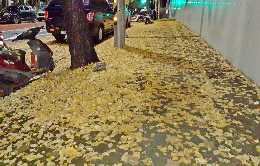 건조한 가을에 낙엽을 잘못 밟으면 미끄러져 넘어진다. 가을 낙상사고가 흔한 이유다. 사진=김진이 기자