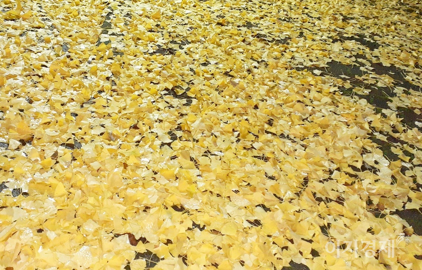 예전에 낙엽은 퇴비로 만들어 비료로 사용했다. 요즘 낙엽은 중금속에 오염돼 소각해야 한다. 소각시 온실가스인 이산화탄소가 나온다. 이래저래 낙엽이 천덕꾸러기인 이유다. 사진=김진이 기자