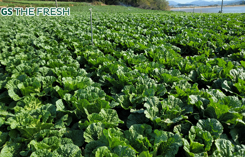 GS리테일이 운영하는 슈퍼마켓 GS더프레시가 치솟는 김장 물가를 잡기 위해 김장 비용 파격할인 행사를 펼친다. 사진=GS더프레시