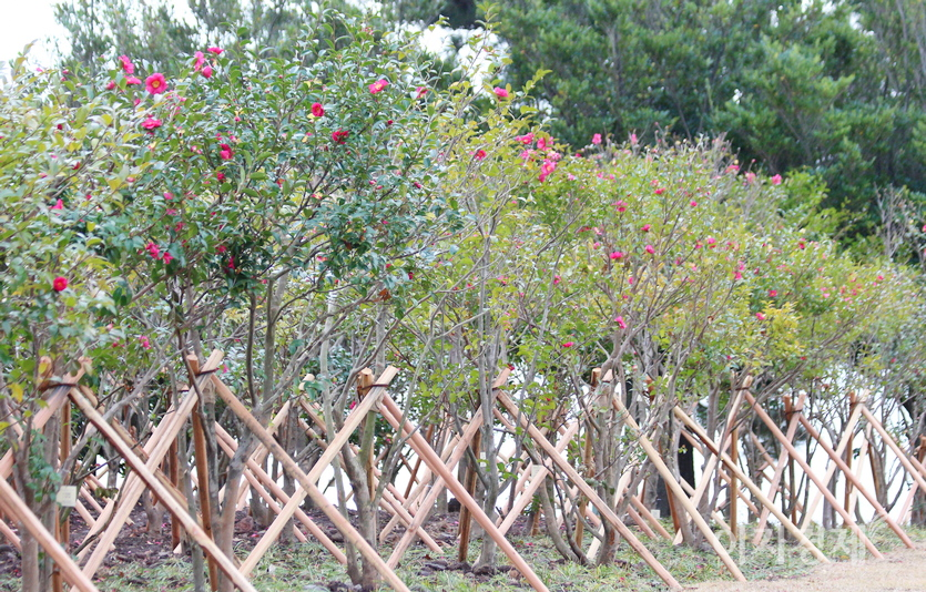 서귀포 바닷가에 해풍을 맞은 동백꽃이 한창이다. 사진=정윤서 기자