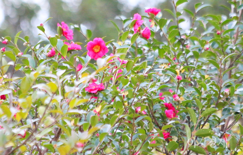 서귀포 바닷가에 해풍을 맞은 동백꽃이 한창이다. 사진=정윤서 기자