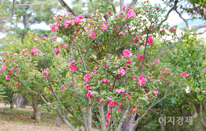 서귀포 바닷가에 해풍을 맞은 동백꽃이 한창이다. 사진=정윤서 기자