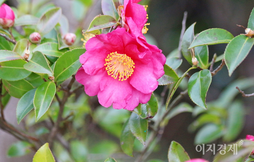 서귀포 바닷가에 해풍을 맞은 동백꽃이 한창이다. 사진=정윤서 기자