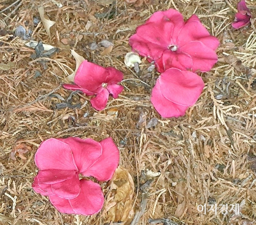 동백꽃은 11월에 피기 시작해 이듬해 2,3 월에 만발한다. 4, 5월에 교수형으로 목이 잘리듯, 꽃송이가 뚝 떨어진다. 사진=정윤서 기자
