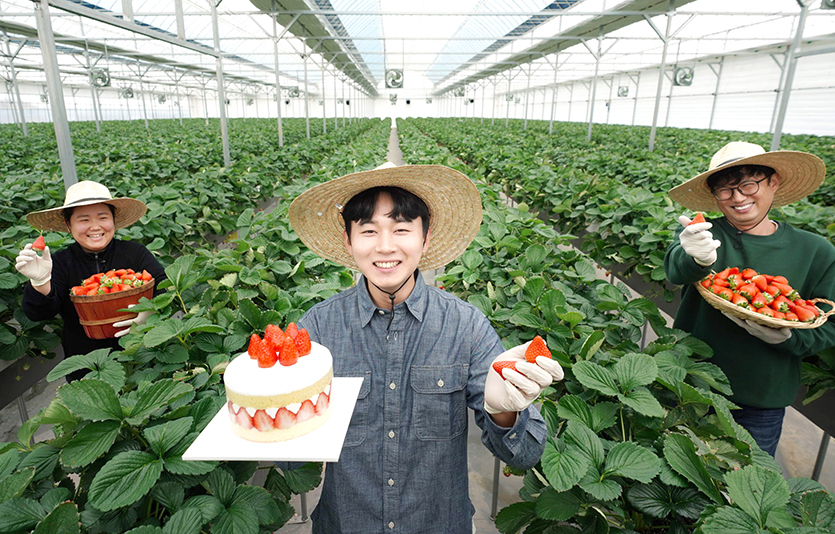 충청남도 논산시에 위치한 비타베리 재배 농가에서 청년농부들이 비타베리와 비타베리를 활용한 파리바게뜨 케이크를 들고있다. 사진=SPC그룹