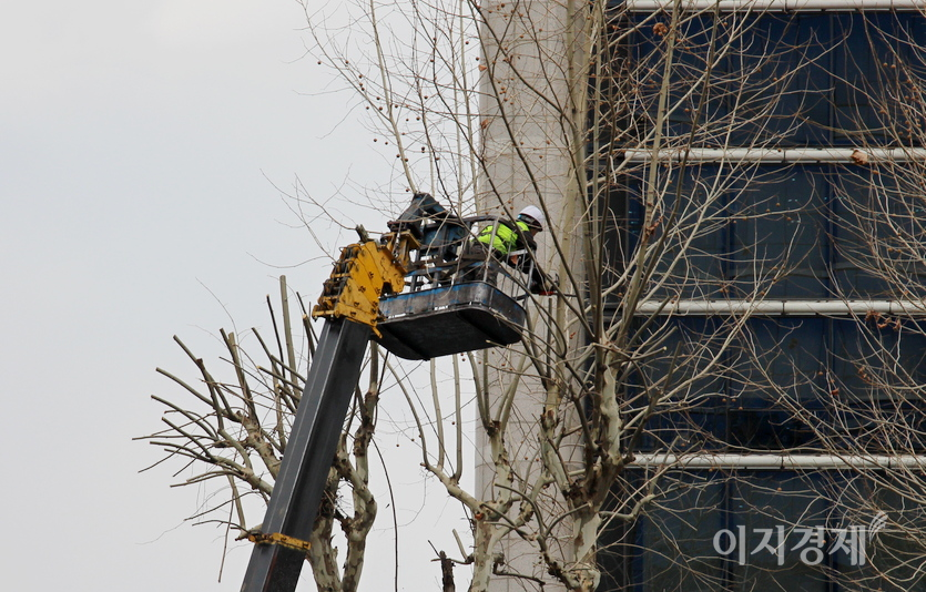 강남구청이 고용한 인부가 가로수 플라타너스의 가지치기를 하고 있다. 사진=김진이 기자