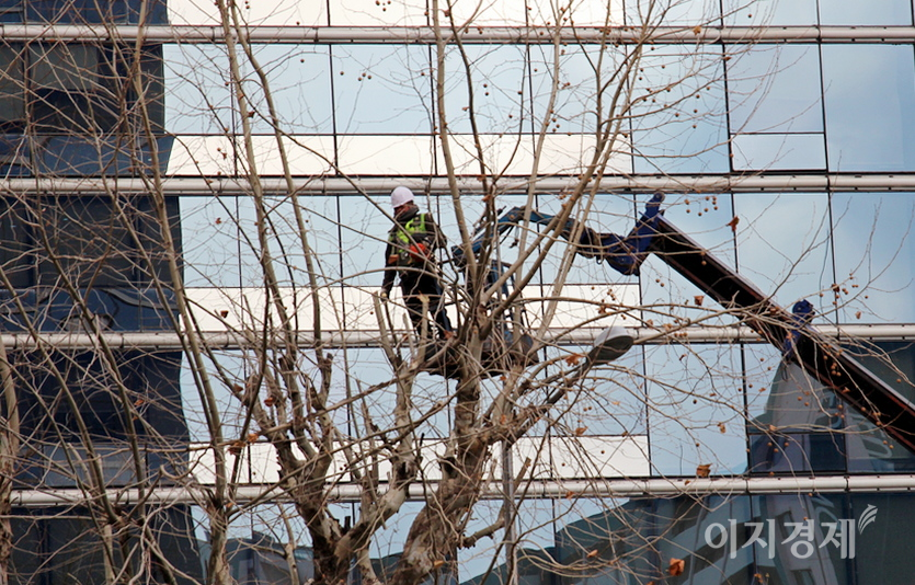 강남구청이 고용한 인부가 가로수 플라타너스의 가지치기를 하고 있다. 사진=김진이 기자