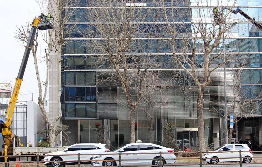 도시 미관을 위한 조경의 목적이기도 하지만, 가지가 많을 경우 나무의 생육에 지장이 있어서다. 사진=김진이 기자