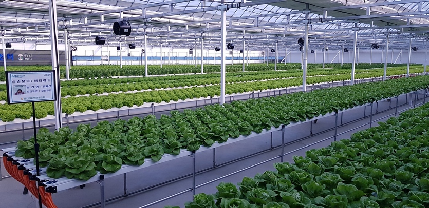 하이트진로가 스마트팜 솔루션 기업 퍼밋에 후속 투자를 단행한다. 퍼밋이 설치한 엽채류 수경재배 시스템. 사진=하이트진로