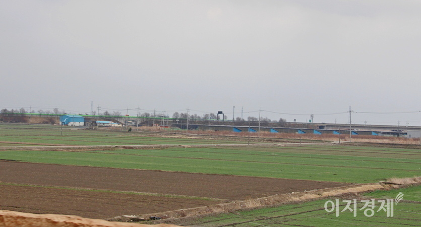 이날 전국에 내린 비로 들판의 보리는 더 파래졌다. 사진=정수남 기자