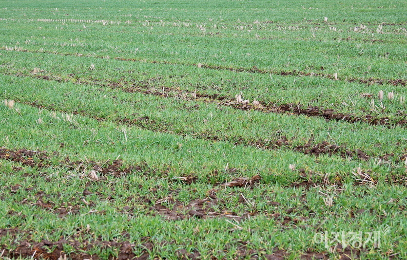 이날 전국에 내린 비로 들판의 보리는 더 파래졌다. 사진=정수남 기자