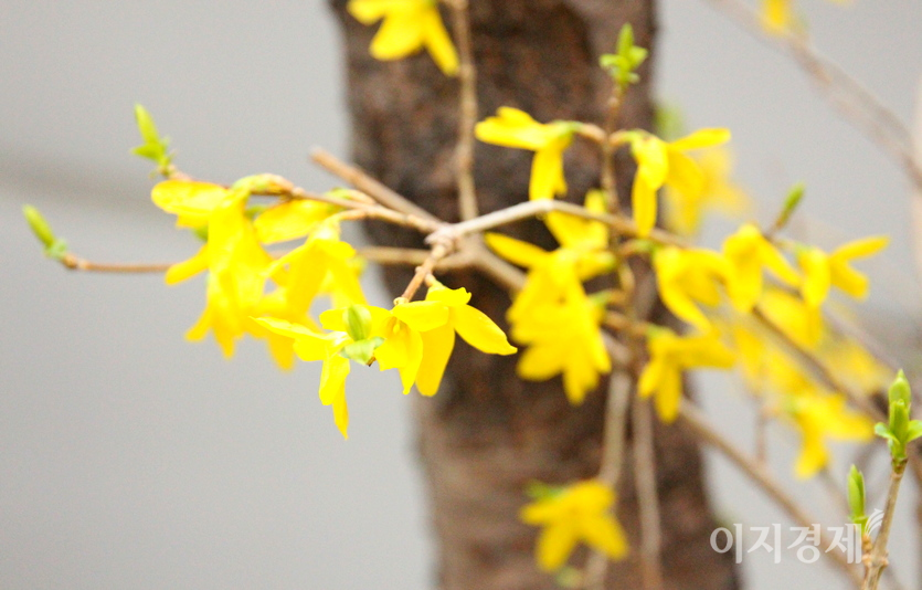 샛노란 개나리가 담장 밑에 만개했다. 사진=정윤서 기자