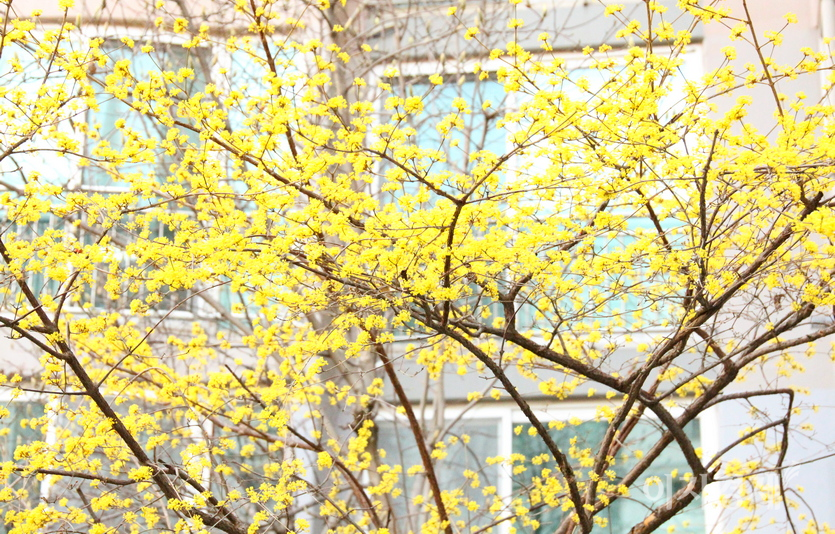 산수유 꽃이 아파트 화단을 차지하고 있다. 사진=정윤서 기자