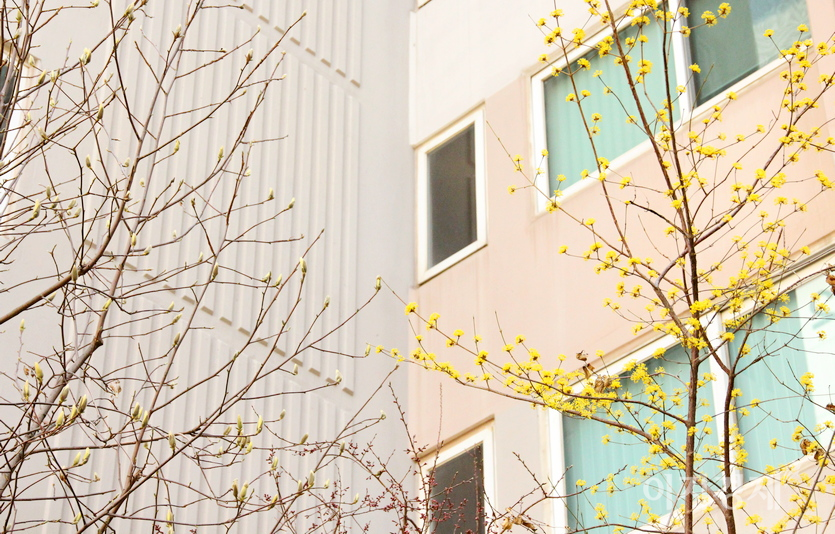 왼쪽 목련은 이번 주말께 피기 위해 망울을 만들었다. 사진=정운서 기자